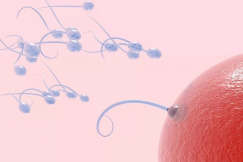 拉萨借卵生子流程与岳阳借卵生子费用概览