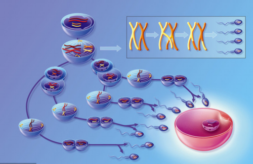 江苏助孕宝宝缺钙怎么办_江苏助孕宝宝缺钙的表现_为江苏助孕宝宝选择的补钙方法