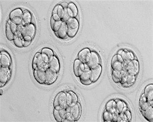 江苏试管助孕宝宝为啥会闹脾气不吃饭