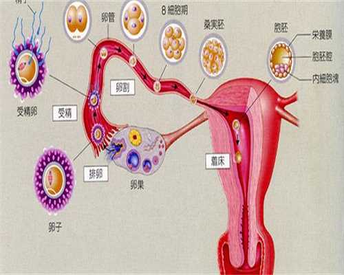 2026宿迁单身人士第三代试管代生价格解析:费用构成与双胞胎生育可能